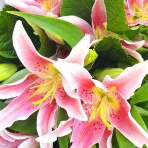 Bunga Buket Lily