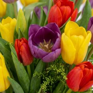 Bunga Meja Tulip
