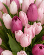 Buket Bunga Tulip