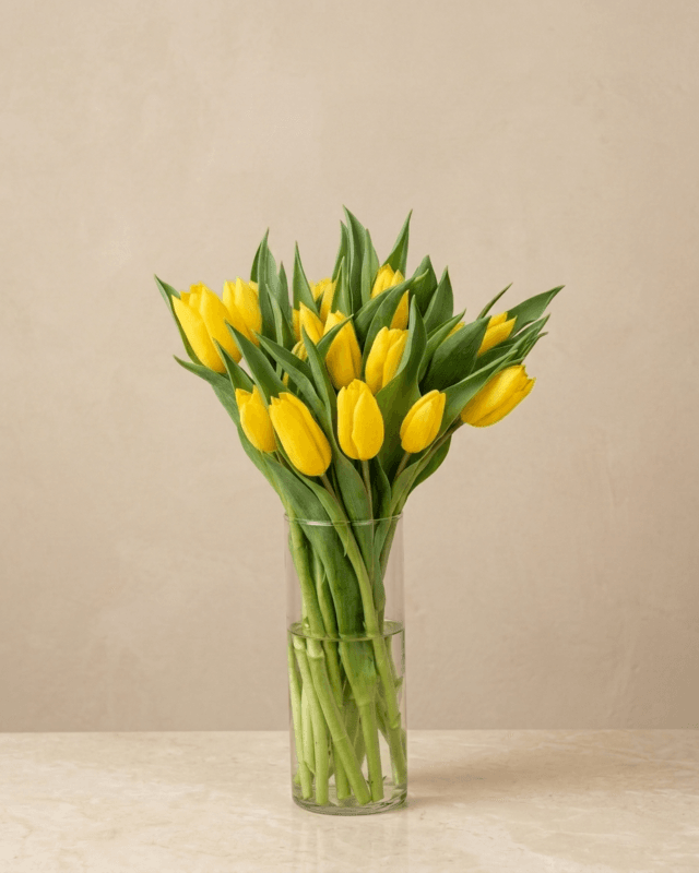 Bunga Meja Tulip