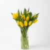Bunga Meja Tulip